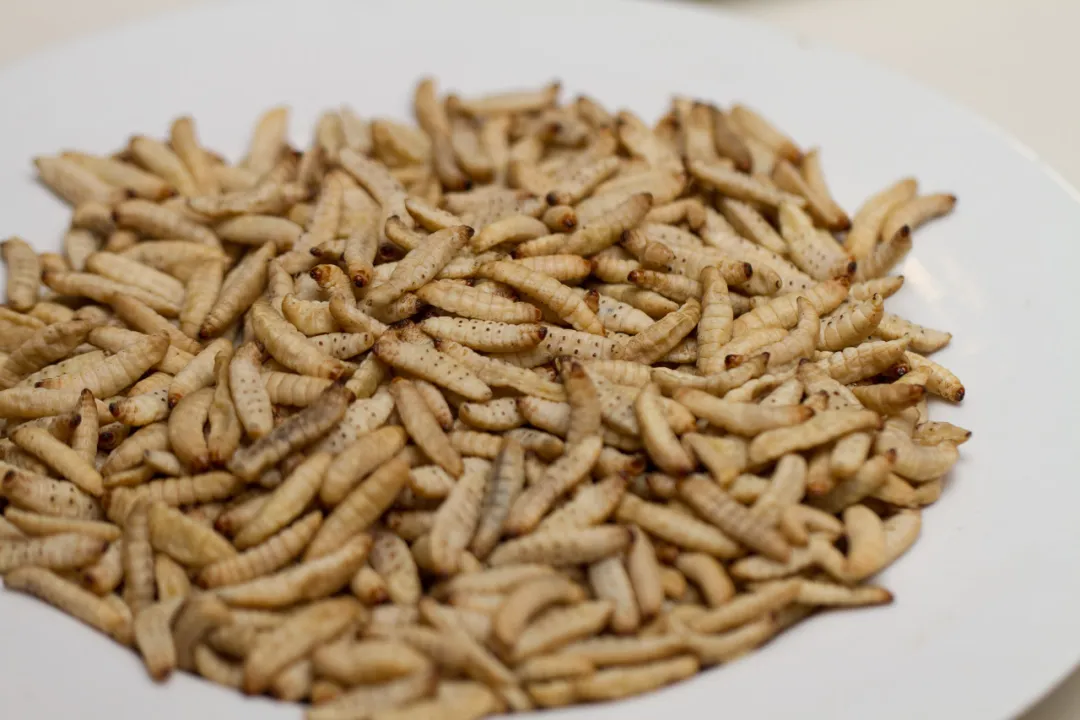 黑水虻养殖项目，低成本高利润与环保的完美结合-星创副业