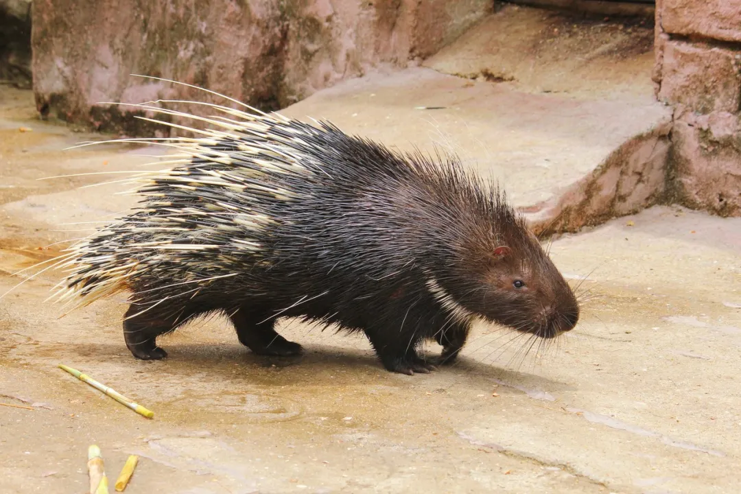 图片[1]-农村养殖豪猪项目，高收益与市场前景揭秘-星创副业