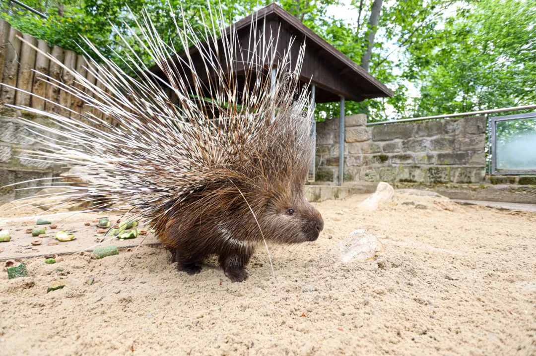 图片[2]-农村养殖豪猪项目，高收益与市场前景揭秘-星创副业